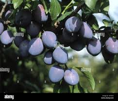 Attēlu rezultāti vaicājumam “Prunus domestica subsp. domestica fruit”