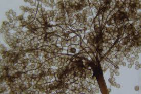 Attēlu rezultāti vaicājumam “Clastoderma debaryanum”