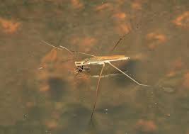 Attēlu rezultāti vaicājumam “Limnoporus rufoscutellatus”