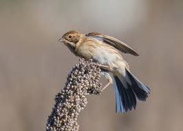 Attēlu rezultāti vaicājumam “Emberiza schoeniclus”