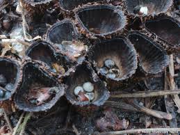 Attēlu rezultāti vaicājumam “Cyathus striatus”