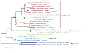 Attēlu rezultāti vaicājumam “Gloiodon strigosus”