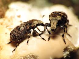 Image result for Coleoptera Curculionoidea