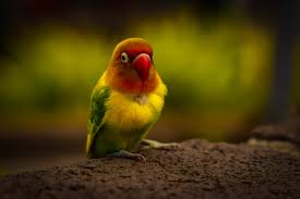 Image result for vogel