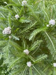 Attēlu rezultāti vaicājumam “Alchemilla vulgaris aggr.”