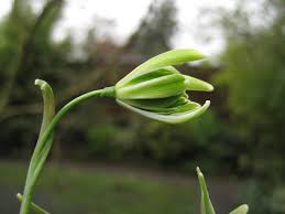 Attēlu rezultāti vaicājumam “Galanthus nivalis bud”