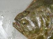 Image result for Paralichthys albigutta