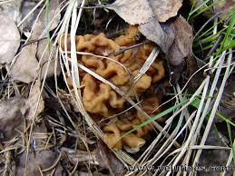 Attēlu rezultāti vaicājumam “Gyromitra gigas”