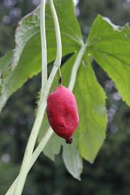 Attēlu rezultāti vaicājumam “Podophyllum hexandrum fruit”