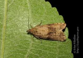 Attēlu rezultāti vaicājumam “Celypha striana”