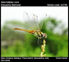 Attēlu rezultāti vaicājumam “Cribraria atrofusca macro”