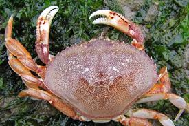 Image result for Metacarcinus magister