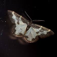 Attēlu rezultāti vaicājumam “Lomaspilis marginata”