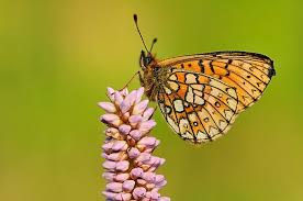 Attēlu rezultāti vaicājumam “Boloria eunomia underside”