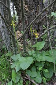 Attēlu rezultāti vaicājumam “Ligularia sibirica flower”