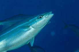 Image result for Elagatis bipinnulata