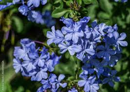 Attēlu rezultāti vaicājumam “Plumbaginaceae”