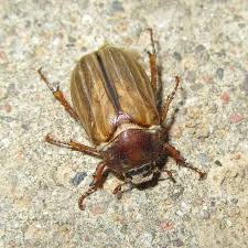 Attēlu rezultāti vaicājumam “Amphimallon solstitiale imago”