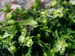 Attēlu rezultāti vaicājumam “Sagina procumbens flower”