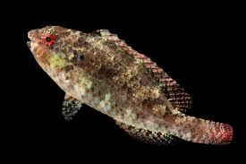 Image result for Calotomus carolinus