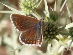 Attēlu rezultāti vaicājumam “Aricia artaxerxes”