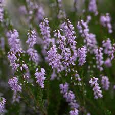 Attēlu rezultāti vaicājumam “Calluna vulgaris fruit”