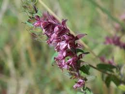 Attēlu rezultāti vaicājumam “Odontites vulgaris flower”