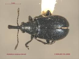 Attēlu rezultāti vaicājumam “Attelabidae”