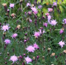 Attēlu rezultāti vaicājumam “Serratula tinctoria flower”