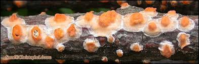 Attēlu rezultāti vaicājumam “Peniophora laurentii”