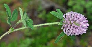 Attēlu rezultāti vaicājumam “Trifolium pratense flower”