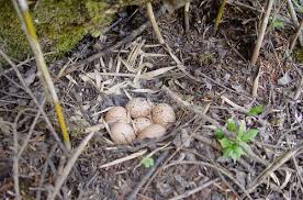 Attēlu rezultāti vaicājumam “Bonasa bonasia eggs”