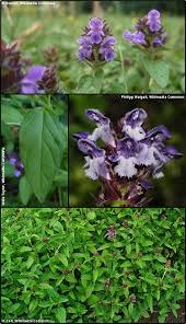 Attēlu rezultāti vaicājumam “Prunella vulgaris leaf”