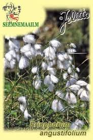 Attēlu rezultāti vaicājumam “Eriophorum angustifolium”