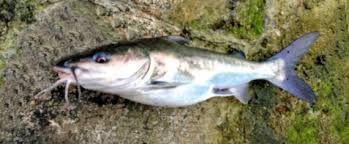 Image result for Ariopsis felis