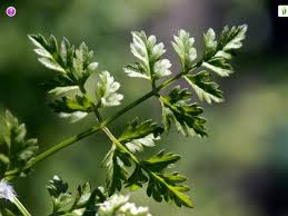 Attēlu rezultāti vaicājumam “Anthriscus sylvestris leaf”