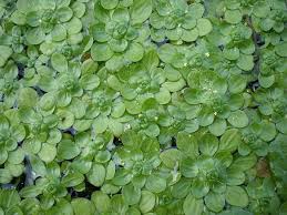 Attēlu rezultāti vaicājumam “Callitriche cophocarpa”