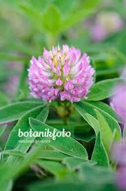 Attēlu rezultāti vaicājumam “Trifolium alpestre”