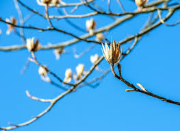 Attēlu rezultāti vaicājumam “Liriodendron tulipifera bud”