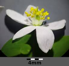 Attēlu rezultāti vaicājumam “Isopyrum thalictroides”