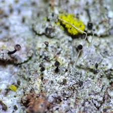 Attēlu rezultāti vaicājumam “Chaenotheca phaeocephala”