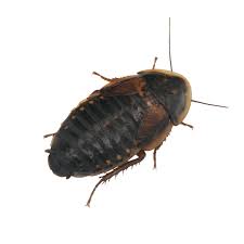 Attēlu rezultāti vaicājumam “Badhamia dubia”