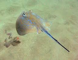 Image result for Dasyatis chrysonota