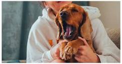 I Tested That Viral Dog Yawning Study On My Pets. The Outcome Was ...