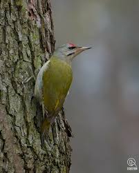Attēlu rezultāti vaicājumam “Picus canus”