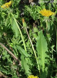 Attēlu rezultāti vaicājumam “Taraxacum suecicum leaf”