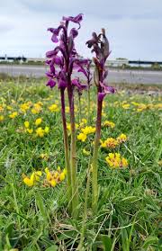 Attēlu rezultāti vaicājumam “Orchis morio”