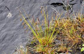 Attēlu rezultāti vaicājumam “Carex capillaris”