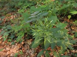 Attēlu rezultāti vaicājumam “Chaerophyllum aromaticum”