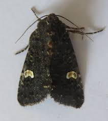 Attēlu rezultāti vaicājumam “Melanchra persicariae”